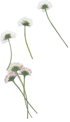 Gaensebluemchen