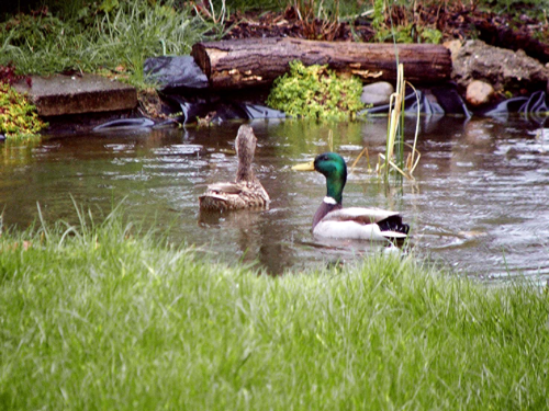 Teich Enten