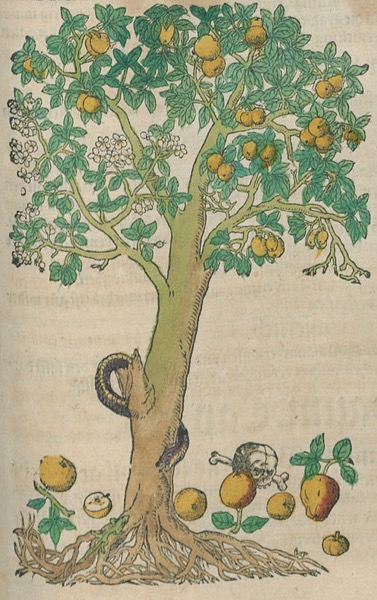 grafik apfelbaum