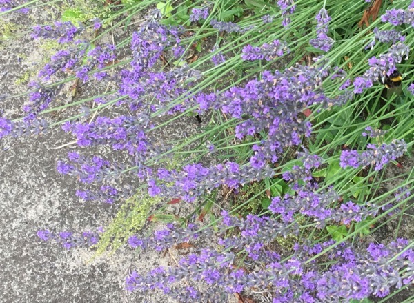 lavendel5